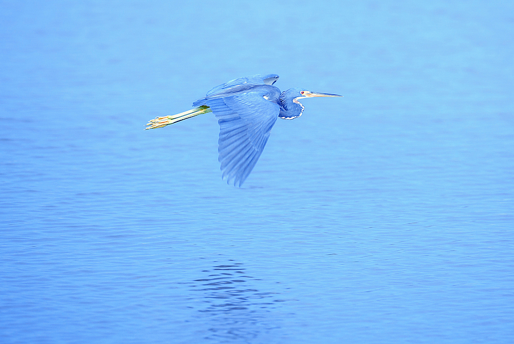 Tricolored herons (Egretta tricolor) in flight, Sanibel Island, J.N. Ding Darling National Wildlife Refuge Florida, USA