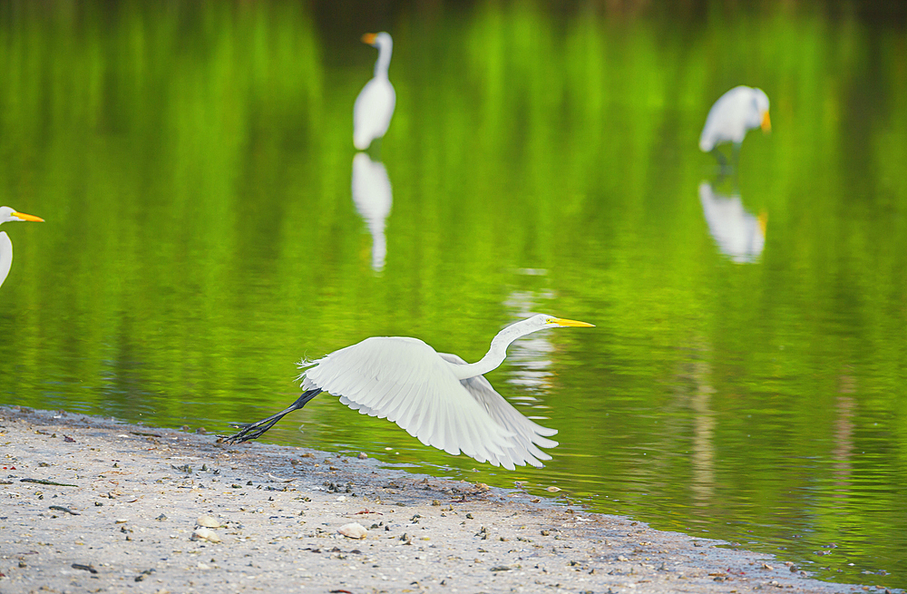 Great white egret (Ardea alba) in flight, Sanibel Island, J.N. Ding Darling National Wildlife Refuge Florida, USA