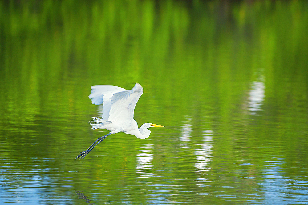 Great white egret (Ardea alba) in flight, Sanibel Island, J.N. Ding Darling National Wildlife Refuge, Florida, USA