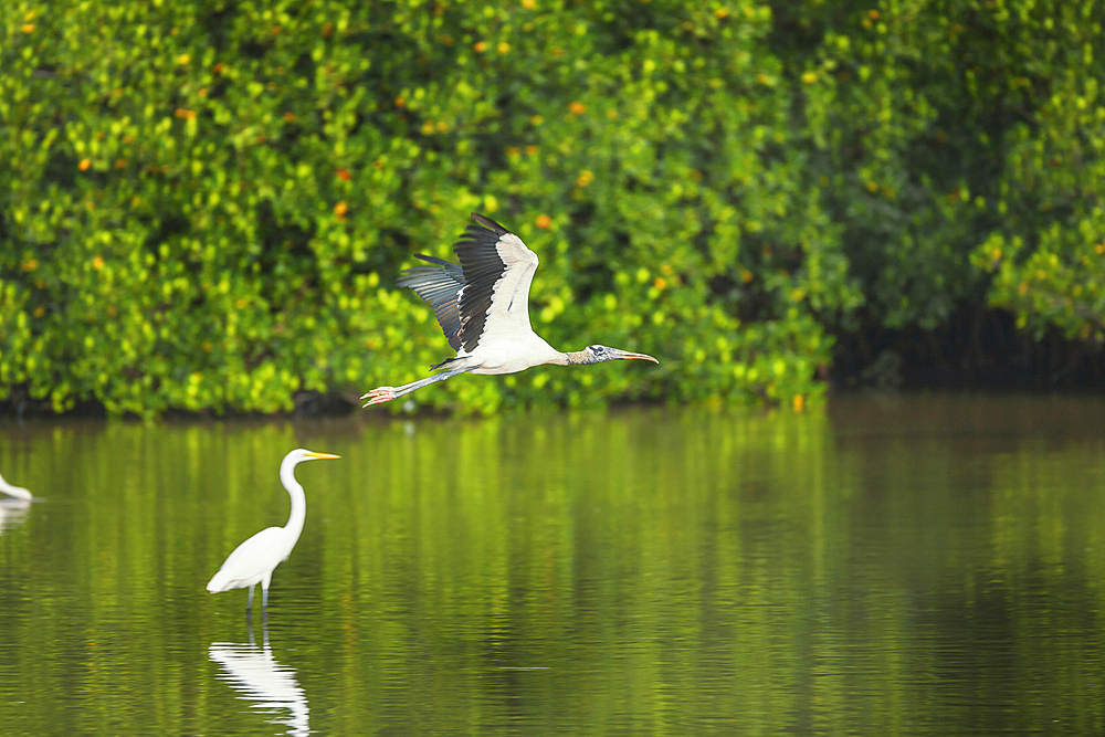 Wood Stork (Mycteria Americana) in flight, Sanibel Island, J.N. Ding Darling National Wildlife Refuge, Florida, USA