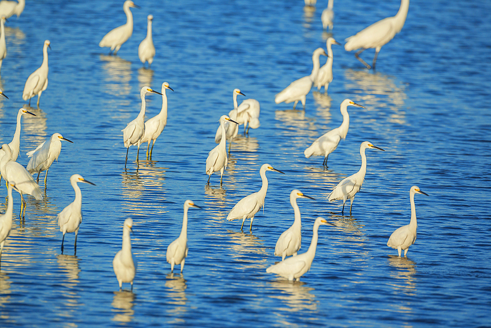 Group of Snowy Egret (Egretta thula) fishing, Sanibel Island, J.N. Ding Darling National Wildlife Refuge, Florida, USA