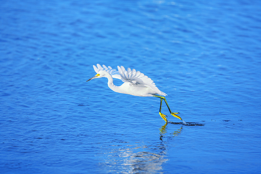 Snowy Egret (Egretta thula) in flight, Sanibel Island, J.N. Ding Darling National Wildlife Refuge Florida, USA