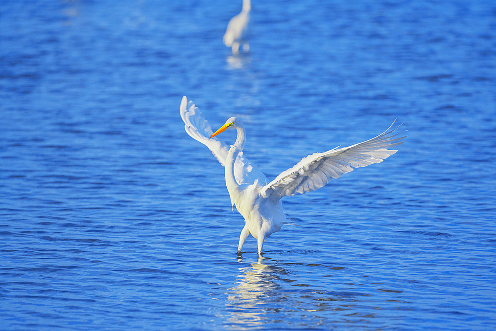 Great white egret (Ardea alba) starting flight, Sanibel Island, J.N. Ding Darling National Wildlife Refuge Florida, USA