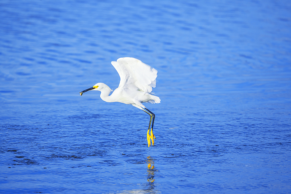 Snowy Egret (Egretta thula) starting flight, Sanibel Island, J.N. Ding Darling National Wildlife Refuge Florida, USA