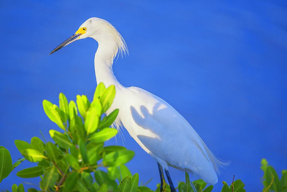 Snowy Egret (Egretta thula) perching on tree, Sanibel Island, J.N. Ding Darling National Wildlife Refuge, Florida, USA