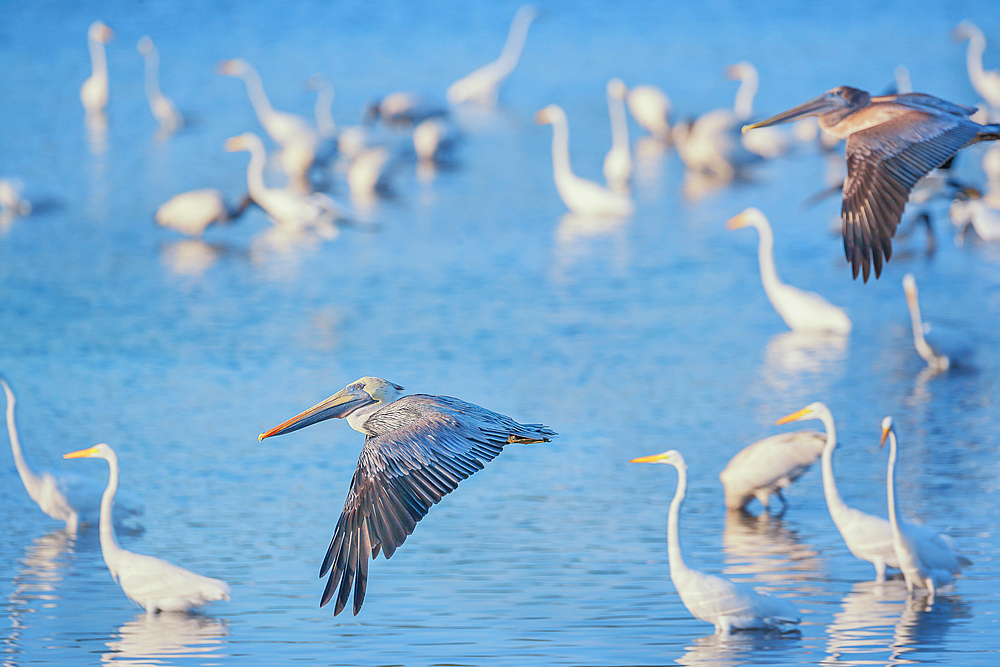 Brown pelicans (Pelecanus occidentalis) in flight, Sanibel Island, J.N. Ding Darling National Wildlife Refuge Florida, USA
