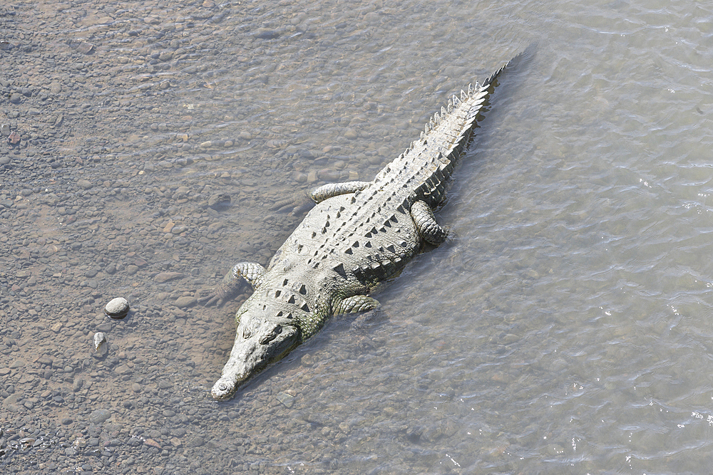 American Crocodile (Crocodylus acutus) bathing, Tarcoles river, Jaco, Costa Rica