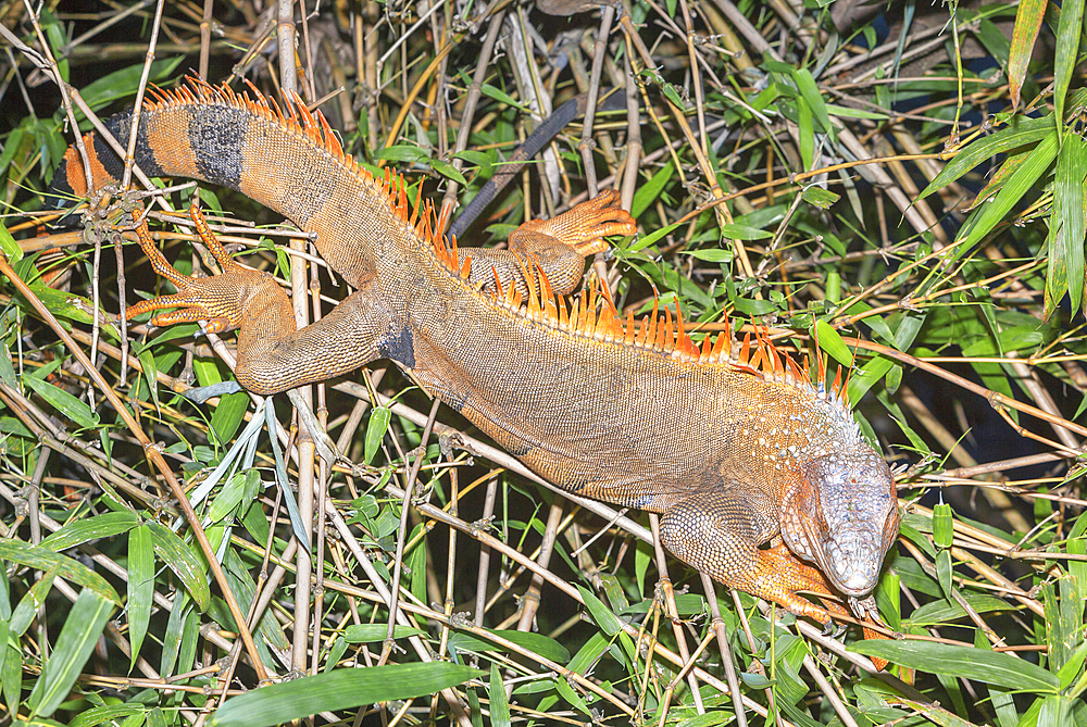 Green Iguana (Iguana Iguana), La Fortuna, Costa Rica, Central America