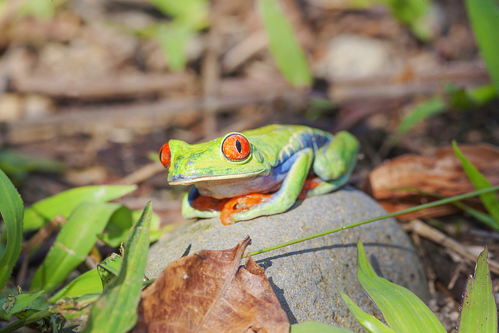 Red eyed tree frog (Agalychins callydrias) sitting on a stone, Sarapiqui, Costa Rica