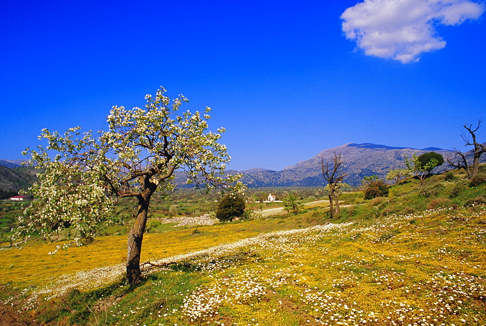 Trees in bloom and spring flowers near Messa, Lassithi Plateau, Crete, Greece