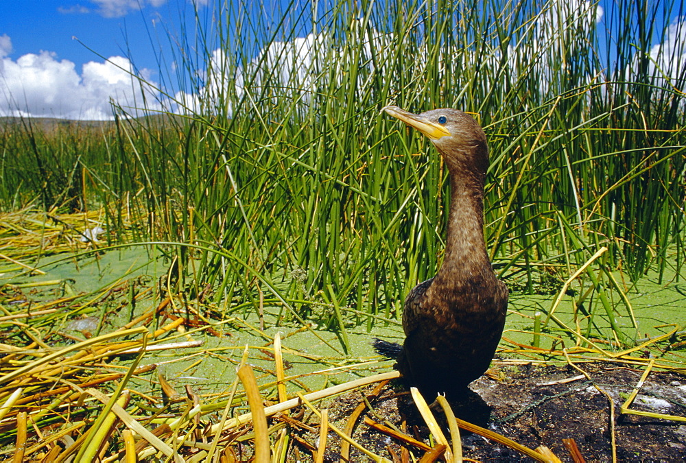 Black Cormorant, near a floating island on Lake Titicaca, Peru, South America