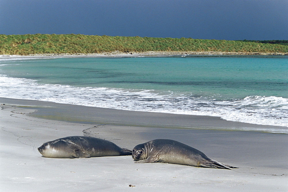 Elephant seals relaxing on the beach, Sea Lion Island, Falkland Islands, South Atlantic, South America