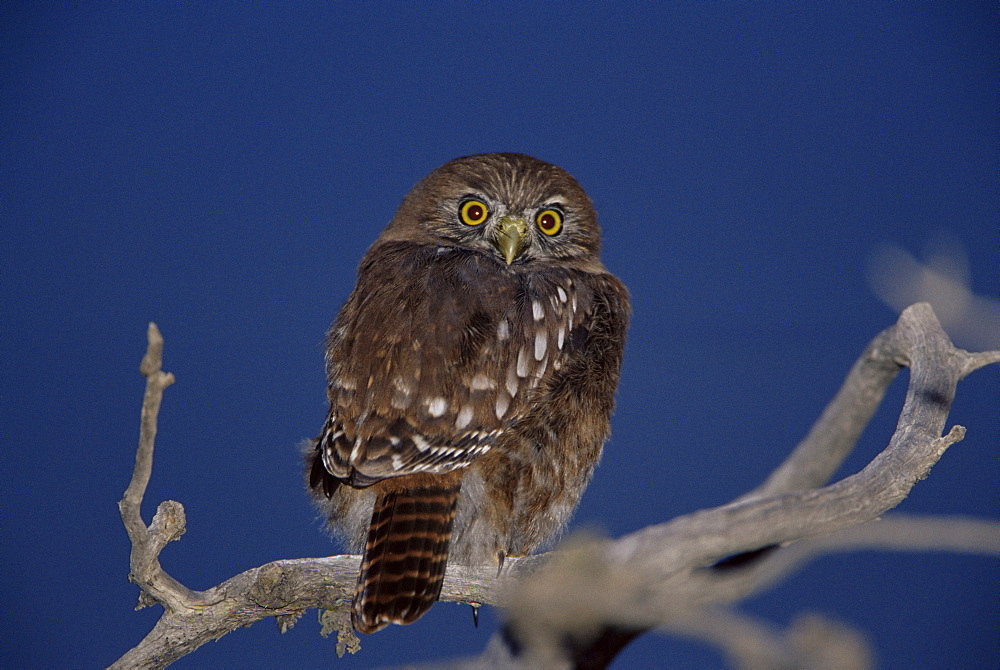 An austral pygmy owl (Glaucidium nanum) sitting on a tree, Torres del Paine National Park, Patagonia, Chile, South America