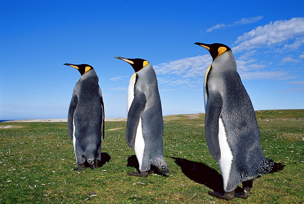 King penguins (Aptenodytes patagonicus), Volunteer Point, East Falkland, Falkland Islands, South Atlantic, South America