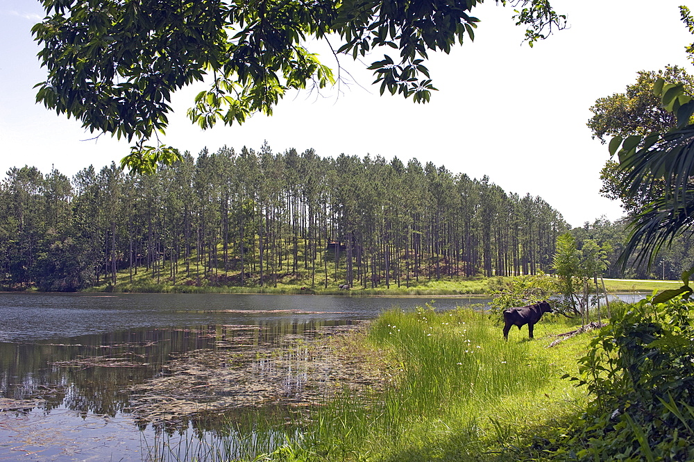 Reservoir in the mountain community and tourist centre of Las Terrazas, Sierra del Rosario Nature and Biosphere Reserve, UNESCO World Heritage Site, Cordillera de Guaniguanico, Pinar del Rio, Cuba, West Indies, Central America