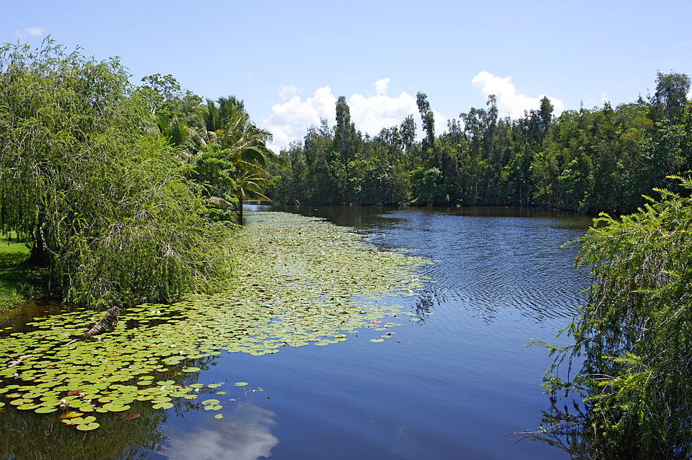 Laguna del Tesoro (Treasure Lagoon), Zapata Peninsula, Matanzas, Cuba, West Indies, Central America