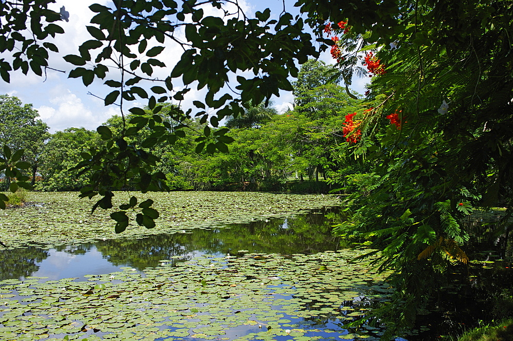 Laguna del Tesoro (Treasure Lagoon), Zapata Peninsula, Matanzas, Cuba, West Indies, Central America