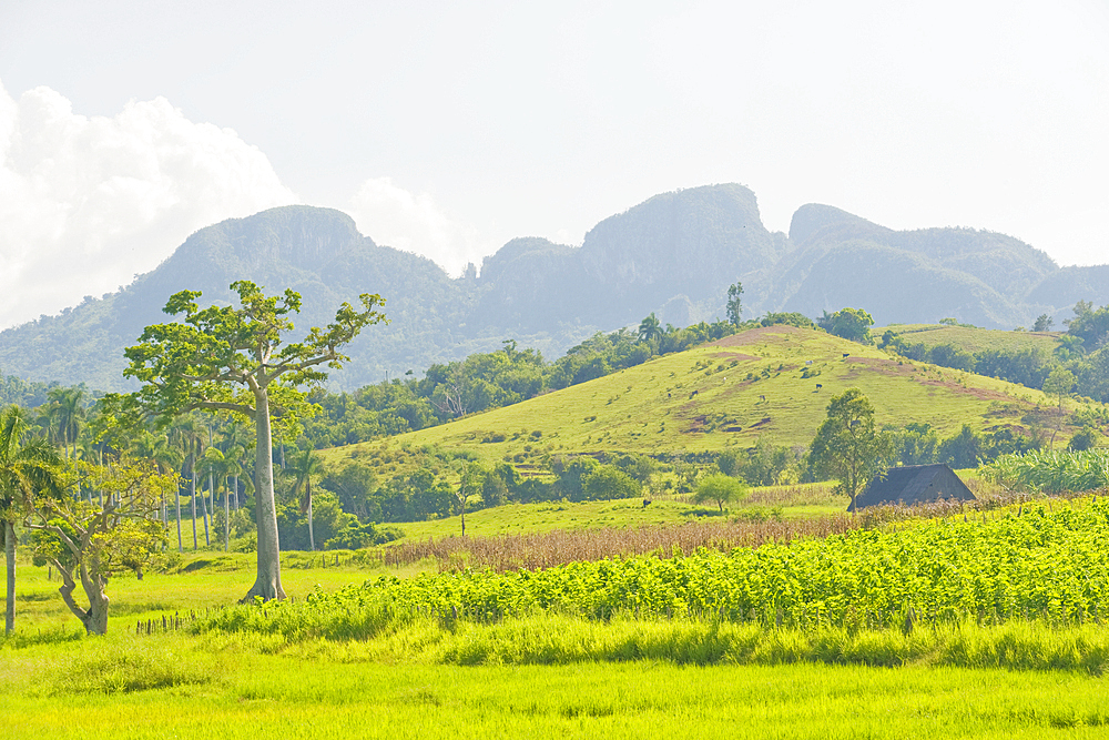 Landscape of Valle de Vinales National Park, UNESCO World Heritage Site, Pinar del Rio Province, Cuba, West Indies, Caribbean, Central America