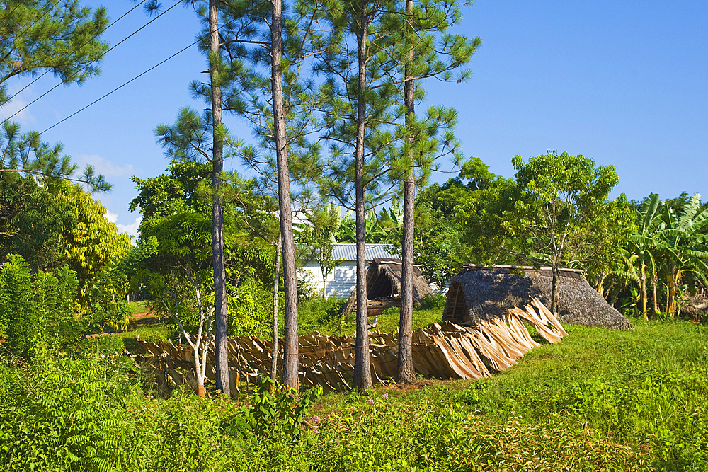 Drying palm leaves for multi-use in Valle de Vinales National Park, UNESCO World Heritage Site, Pinar del Rio Province, Cuba, West Indies, Caribbean, Central America