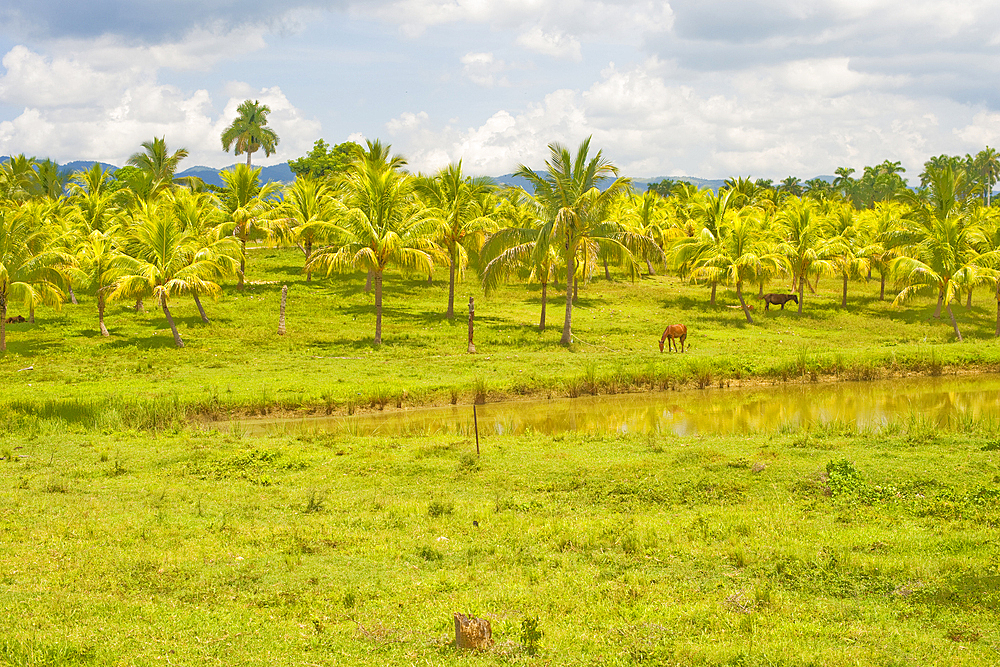 Palm orchard, San Diego de Los Banos, Pinar del Rio, Cuba, West Indies, Caribbean, Central America