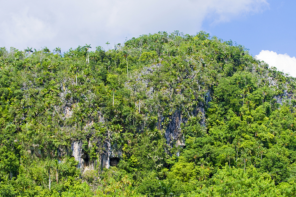 Entrance to the Santo Tomas cave complex in the Vinales National Park, UNESCO World Heritage Site, Pinar del Rio, Cuba, West Indies, Caribbean, Central America