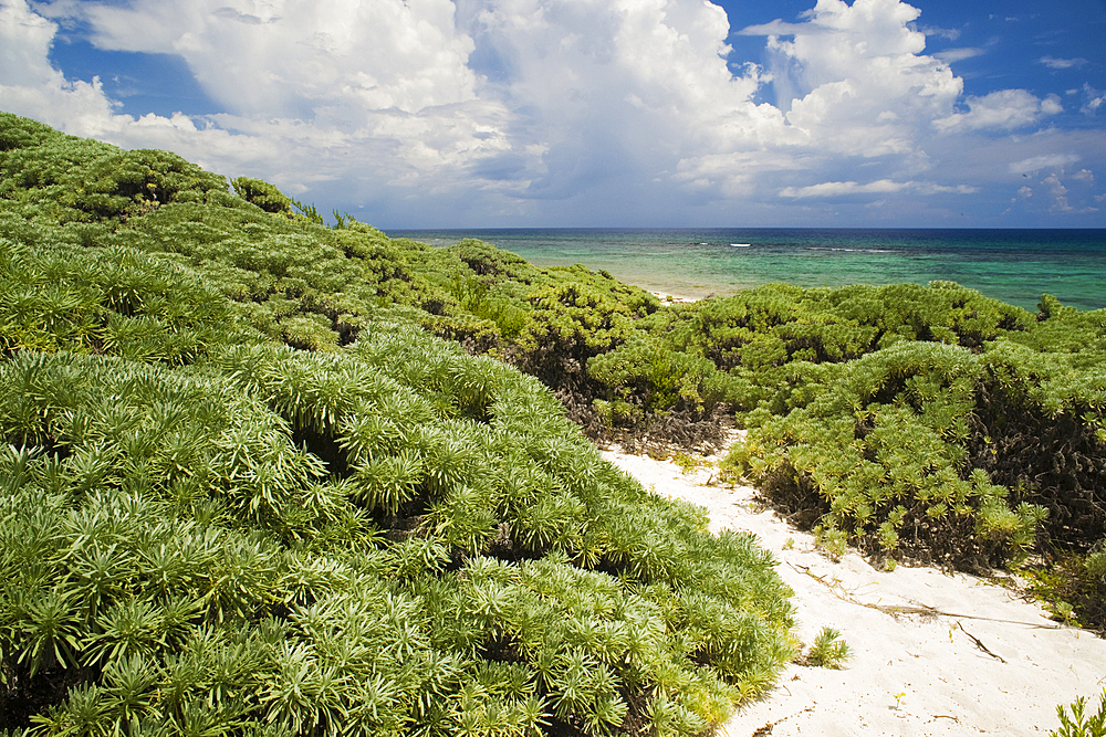 Aromatic salvia marina, Punta El Holondes, Guanahacabibes Peninsula National Park and Biosphere Reserve, Pinar del Rio, Cuba, West Indies, Caribbean, Central America