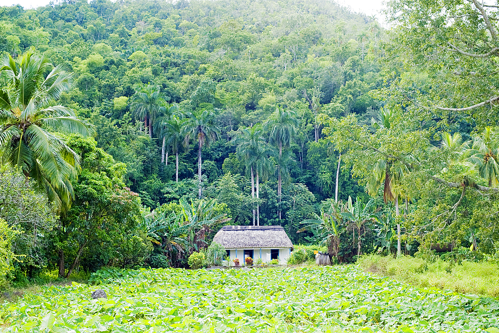 Typical cottage, boho and farmstead, Pan de Azucar, Vinales National Park, UNESCO World Heritage Site, Pinar del Rio, Cuba, West Indies, Caribbean, Central America