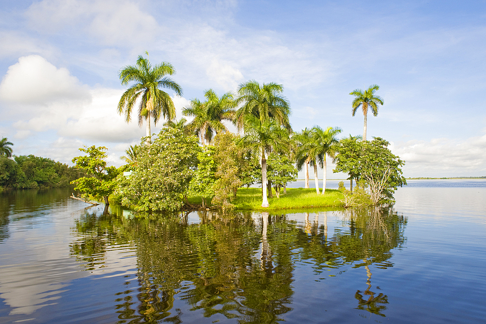 Islet in Treasure Lagoon, Guama, in the Zapata swamplands, Matanzas Province, Cuba, West Indies, Caribbean, Central America