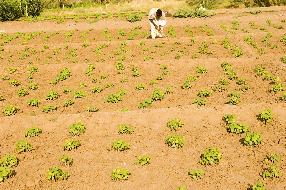 Cultivator, Soleb, Nubia, Sudan, Africa