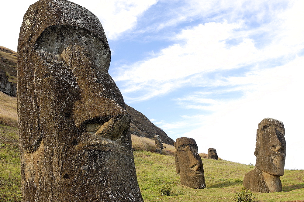 Moai in the Rano Raraku volcanic crater formed of consolidated ash (tuf), Easter Island, UNESCO World Heritage Site, Chile, South America