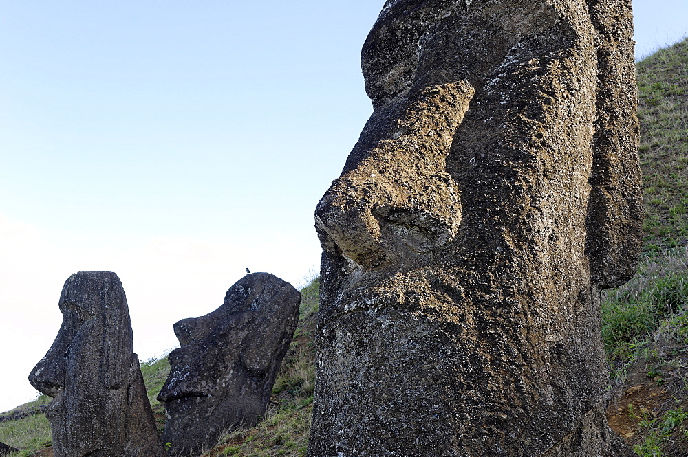 Maoi in the Rano Raraku volcanic crater formed of consolidated ash (tuf), Easter Island, UNESCO World Heritage Site, Chile, South America