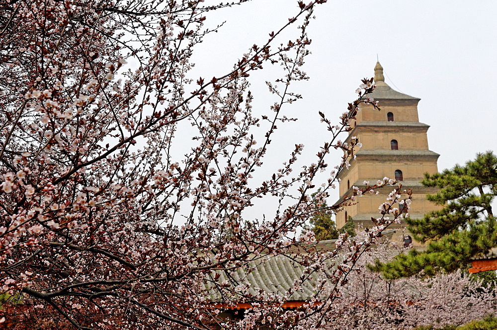 Great Wild Goose Pagoda (Dayanta), built in the Tang Dynasty in the 7th century, Xian, Shaanxi, China, Asia
