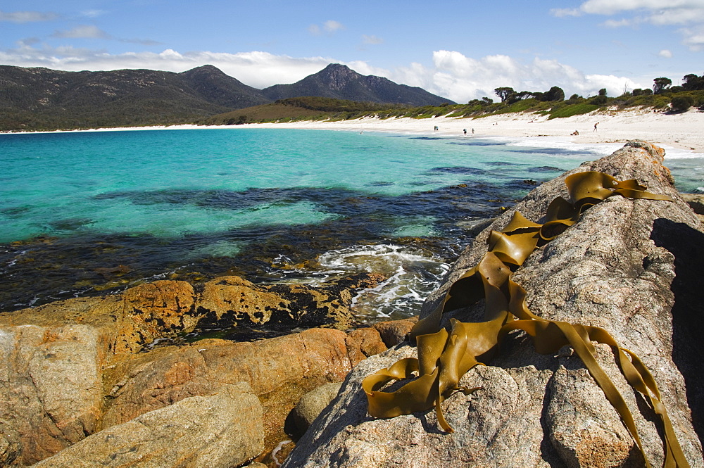 Seaweed and lichen covered rock on Wineglass Bay, Coles Bay, Freycinet Peninsula, Freycinet National Park,Tasmania, Australia, Pacific