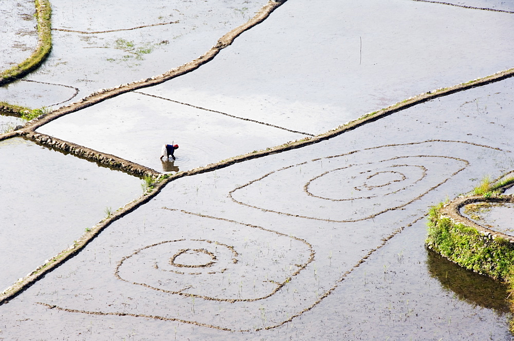 An elderly woman working in water filled rice terraces with fish traps, Tulgao Village near Tinglayan, The Cordillera Mountains, Kalinga Province, Luzon Island, Philippines, Southeast Asia, Asia 