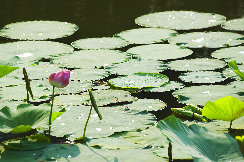 Water liliy at Yuanmingyuan (Old Summer Palace), Beijing China, Asia