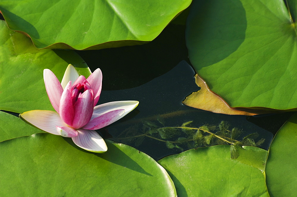 Water liliy at Yuanmingyuan (Old Summer Palace), Beijing China, Asia