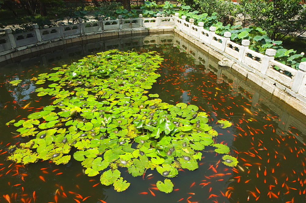 Koi Carp pond in Wofo Si Temple of the Reclining Buddha, inside Beijing Botanical Gardens, Beijing, China, Asia