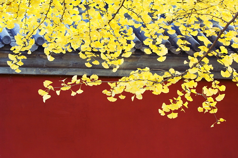 Yellow autumn coloured leaves against a red wall in Ritan Park, Beijing, China, Asia