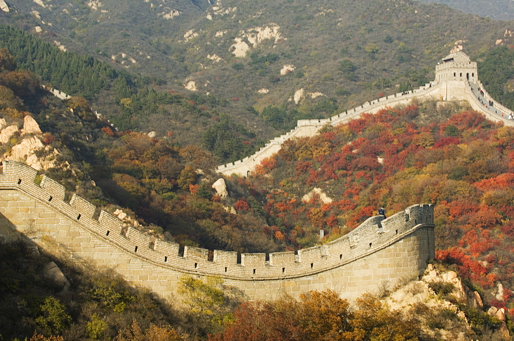 Autumn colours and a watch tower on The Great Wall of China, UNESCO World Heritage Site, Badaling, China, Asia