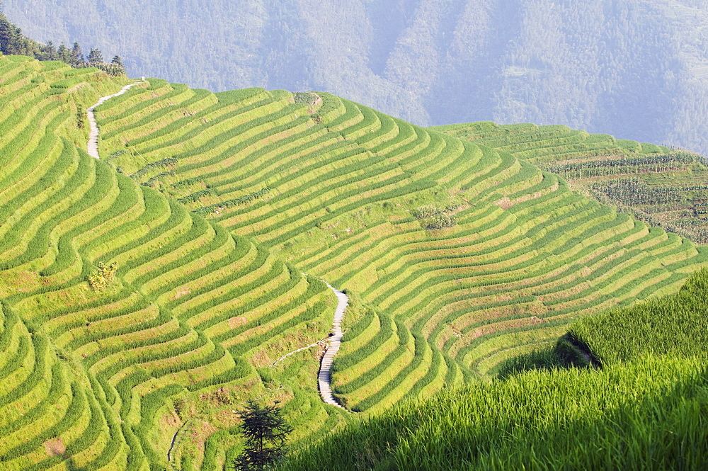 Dragons Backbone rice terraces, Longsheng, Guangxi Province, China, Asia