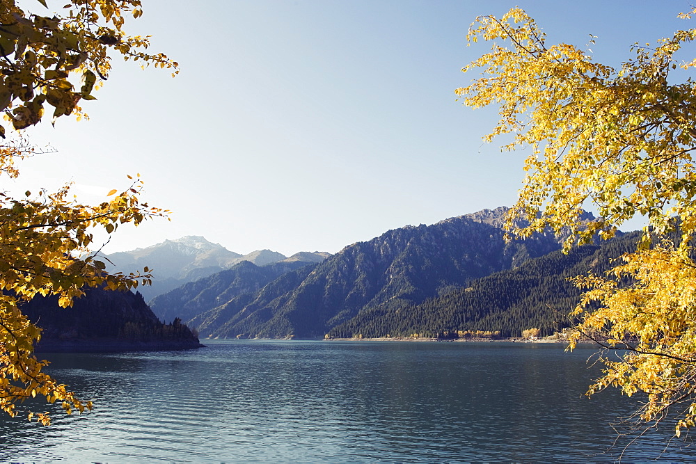 Autumn leaves at Tian Chi (Heaven Lake), Xinjiang Province, China, Asia