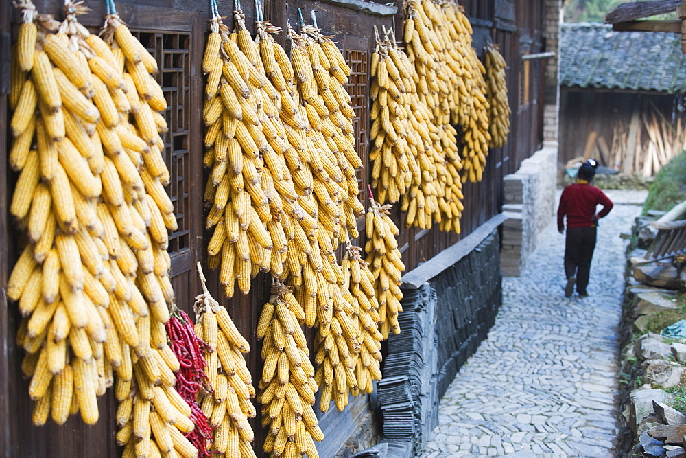 Corn decorating a house in Langde village, Guizhou Province, China, Asia