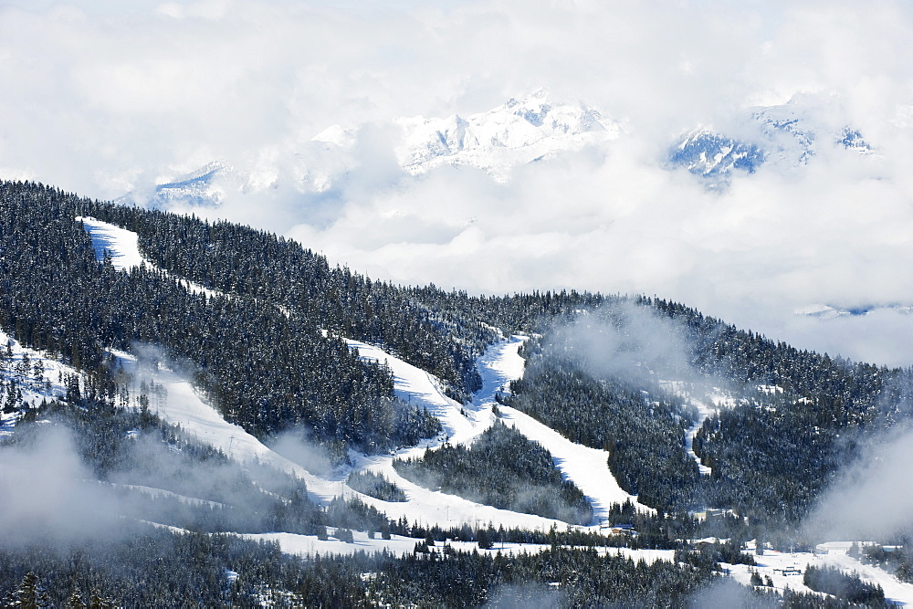 Tree lined ski slopes, Whistler mountain resort, venue of the 2010 Winter Olympic Games, British Columbia, Canada, North America