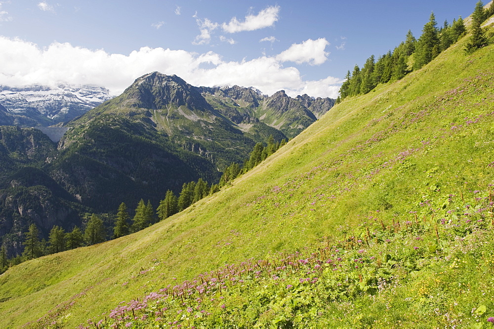 Summer flowers, Chamonix Valley, Rhone Alps, France, Europe