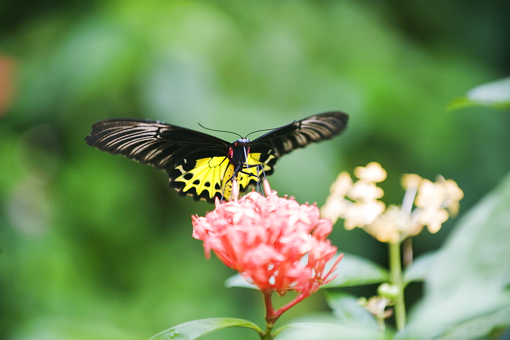 Butterfly Park, Kuala Lumpur, Malaysia, Southeast Asia, Asia