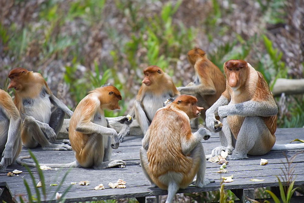 Proboscis monkeys, Labuk Bay Proboscis Monkey Sanctuary, Sabah, Borneo, Malaysia, Southeast Asia, Asia