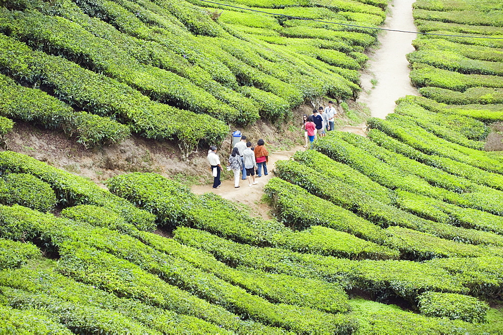 Tourists walking in a tea plantation, BOH Sungai Palas Tea Estate, Cameron Highlands, Perak state, Malaysia, Southeast Asia