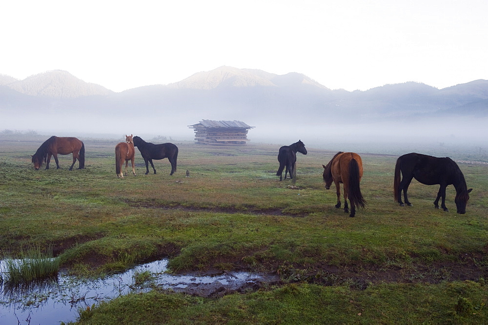 Horses in Phobjikha Valley, Bhutan, Asia