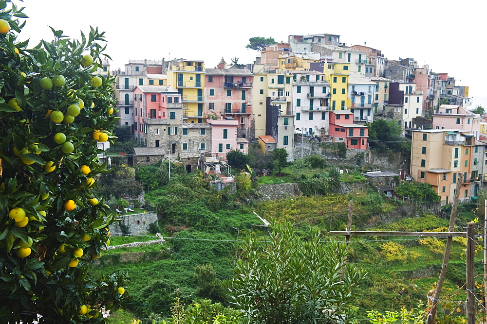 Pastel coloured houses, village of Corniglia, Cinque Terre, UNESCO World Heritage Site, Liguria, Italy, Europe