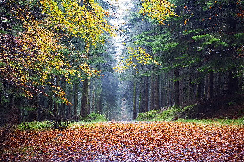 Autumn foliage, Brecon Beacons National Park, South Wales, United Kingdom, Europe